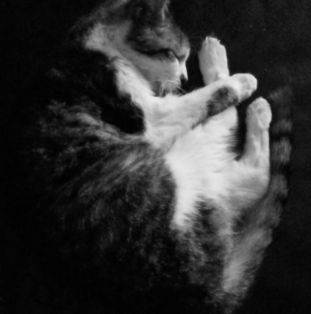 Meet your Posher, Stacy